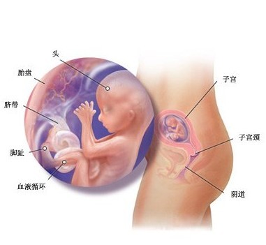 怀孕四个月胎儿图 怀孕4个月男女胎儿图